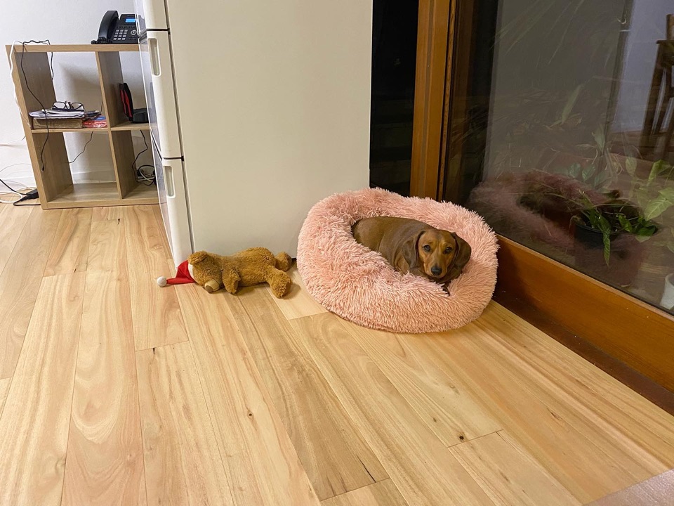 A dachshund settling in on new blackbutt