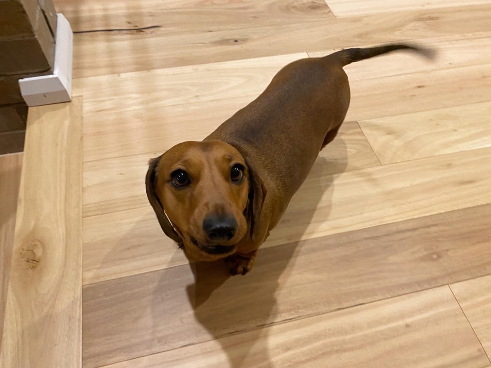 Resident dachshund inspecting the new blackbutt