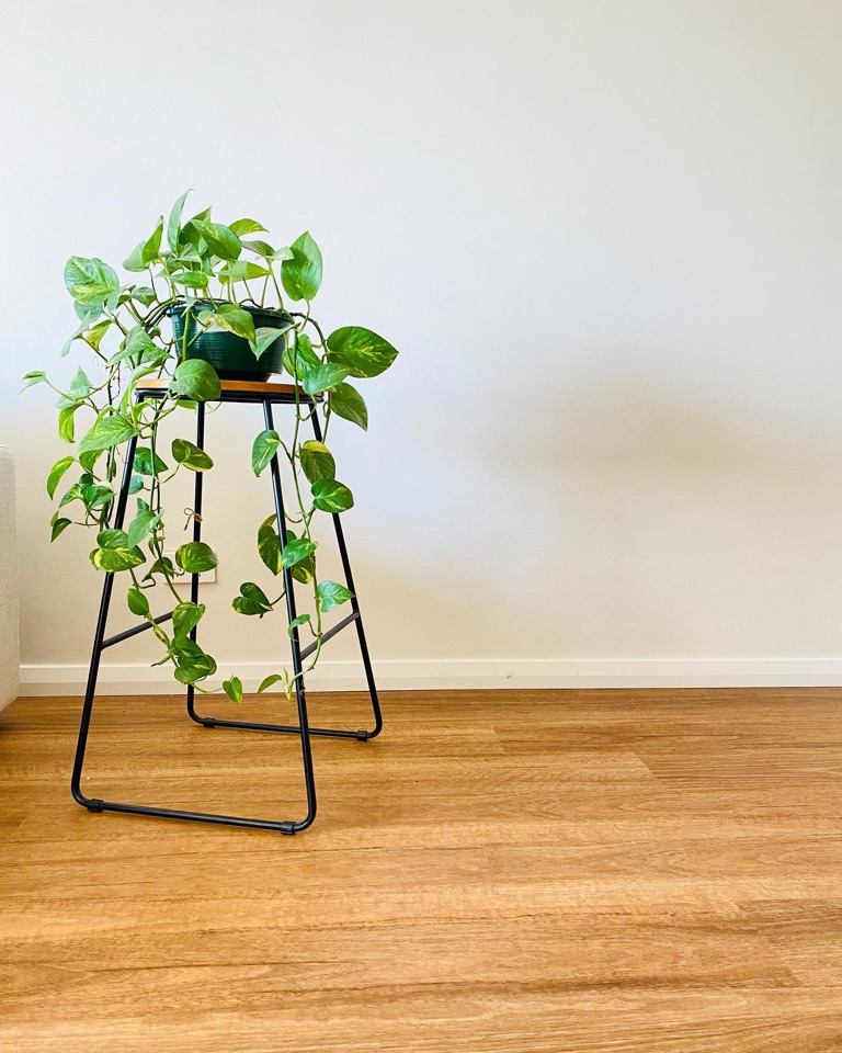 A trailing plant over spotted gum hybrid boards