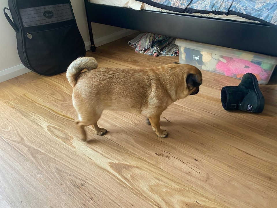 A pug inspects the new blackbutt boards
